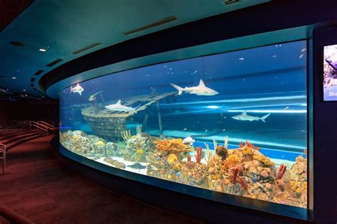 Aquarium texas state - Address: 2710 North Shoreline Boulevard, Corpus Christi, TX 78402. Aquarium hours are 10 a.m. until 5 p.m. Tuesday-Sunday. However, Snorkel with the Sharks is only offered on Saturday and Sunday at 10 a.m. and 3:30 p.m. Please note: Not all of the photos in this article depict the Snorkel with the Sharks encounter.